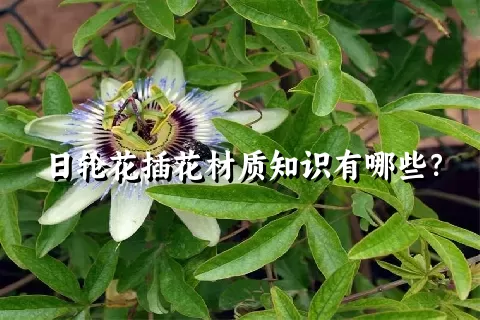 日轮花插花材质知识有哪些？