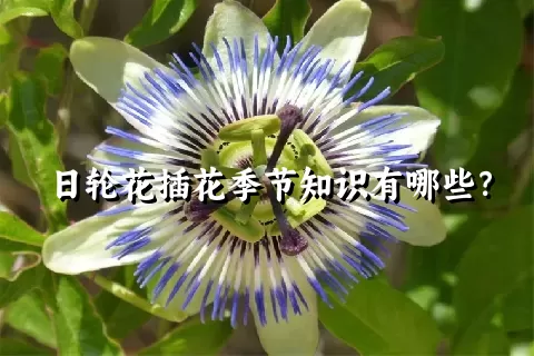 日轮花插花季节知识有哪些？