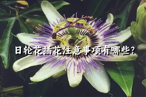 日轮花插花注意事项有哪些？