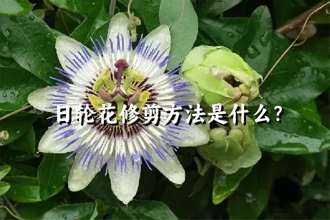 日轮花修剪方法是什么？