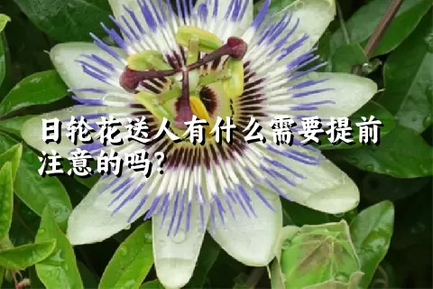 日轮花送人有什么需要提前注意的吗？