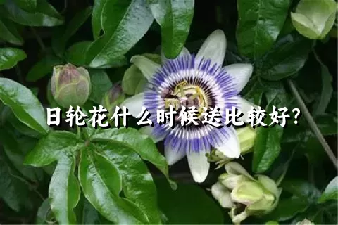 日轮花什么时候送比较好？