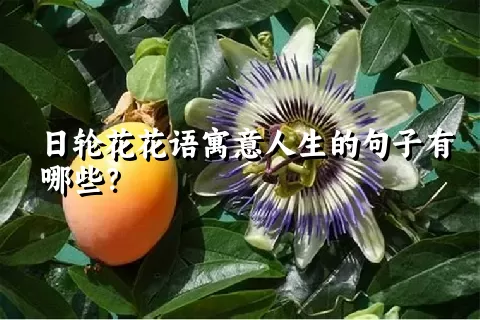 日轮花花语寓意人生的句子有哪些？