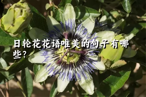 日轮花花语唯美的句子有哪些？