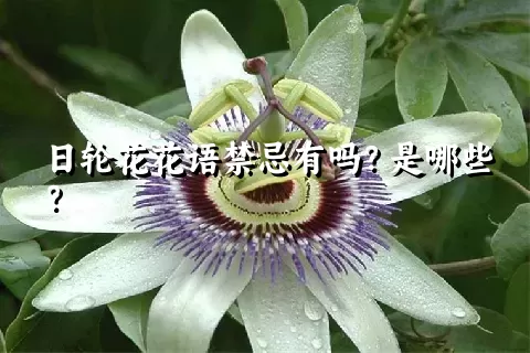 日轮花花语禁忌有吗？是哪些？