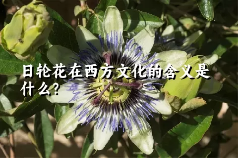 日轮花在西方文化的含义是什么？