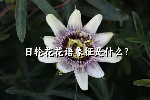 日轮花花语象征是什么？