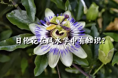 日轮花在风水学中有知识？