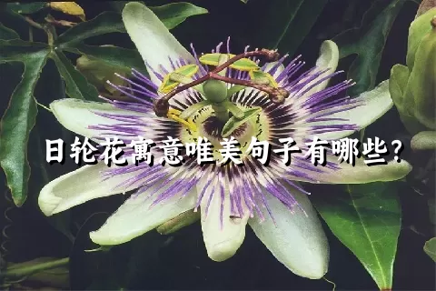 日轮花寓意唯美句子有哪些？