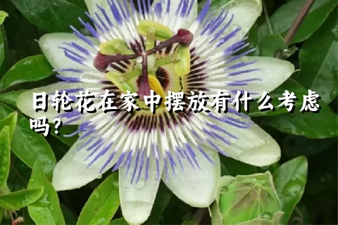 日轮花在家中摆放有什么考虑吗？