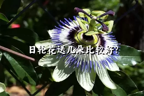 日轮花送几朵比较好？