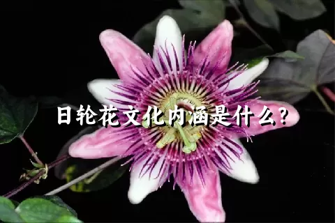 日轮花文化内涵是什么？