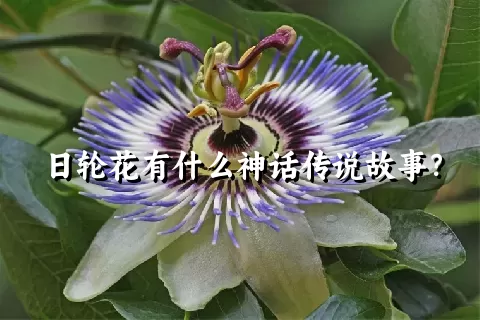 日轮花有什么神话传说故事？