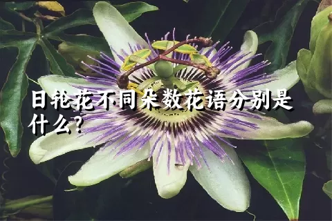 日轮花不同朵数花语分别是什么？