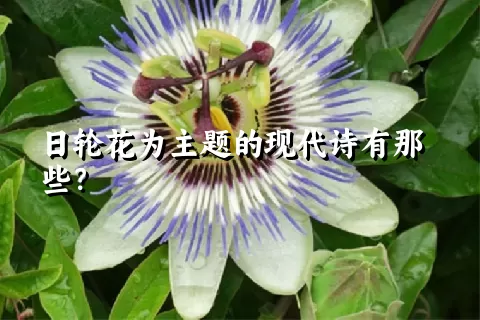 日轮花为主题的现代诗有那些？