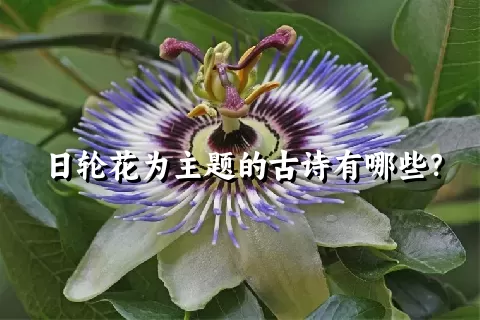 日轮花为主题的古诗有哪些？