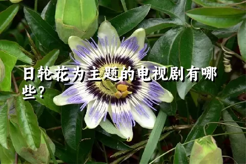 日轮花为主题的电视剧有哪些？