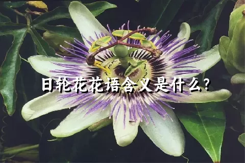 日轮花花语含义是什么？