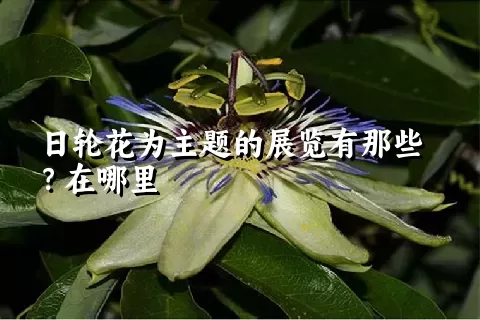 日轮花为主题的展览有那些？在哪里