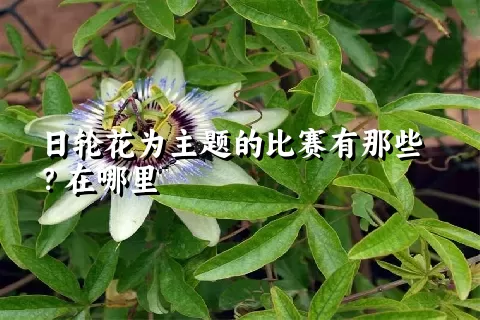 日轮花为主题的比赛有那些？在哪里