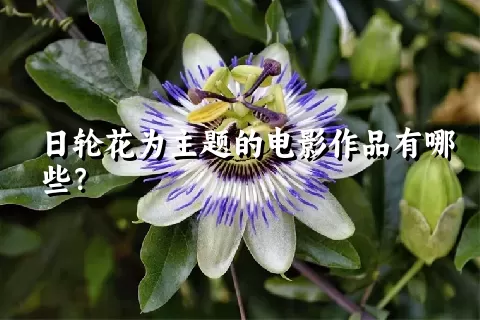 日轮花为主题的电影作品有哪些？