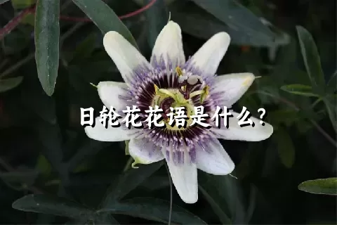 日轮花花语是什么？