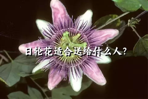 日轮花适合送给什么人？