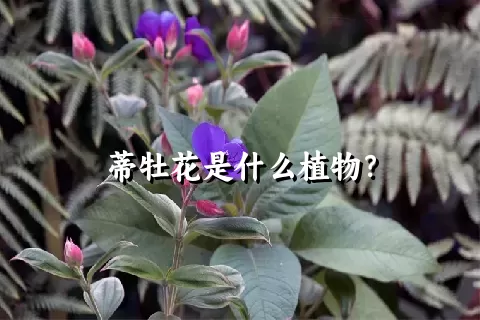 蒂牡花是什么植物？