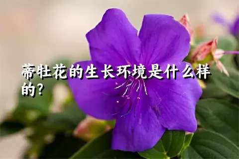 蒂牡花的生长环境是什么样的？