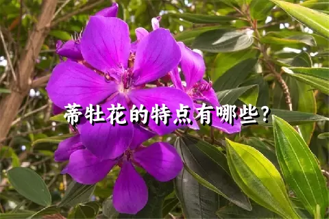 蒂牡花的特点有哪些？