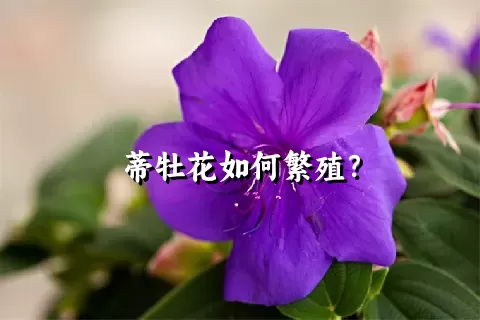 蒂牡花如何繁殖？