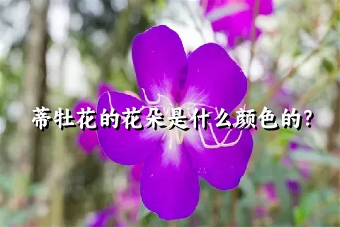 蒂牡花的花朵是什么颜色的？