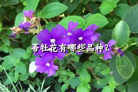 蒂牡花有哪些品种？