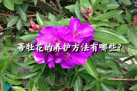 蒂牡花的养护方法有哪些？