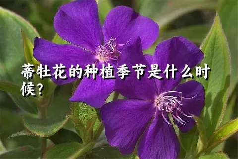 蒂牡花的种植季节是什么时候？