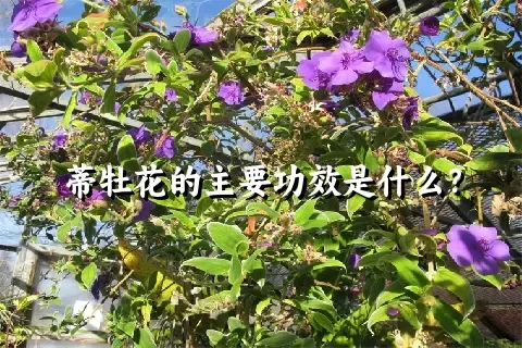 蒂牡花的主要功效是什么？