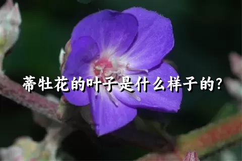 蒂牡花的叶子是什么样子的？