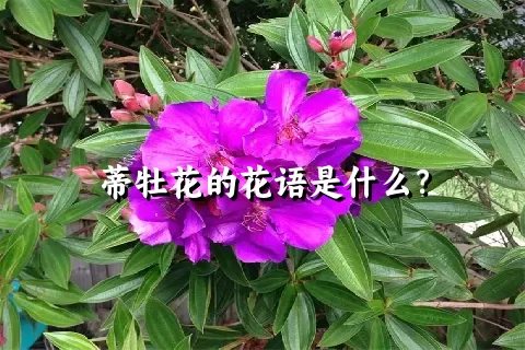 蒂牡花的花语是什么？