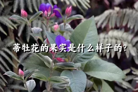 蒂牡花的果实是什么样子的？