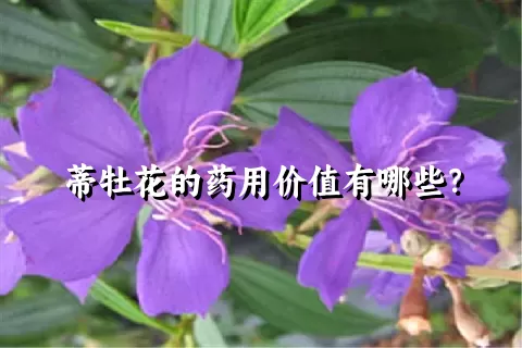 蒂牡花的药用价值有哪些？