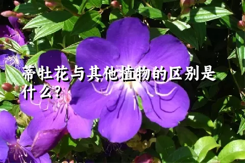 蒂牡花与其他植物的区别是什么？