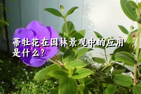 蒂牡花在园林景观中的应用是什么？