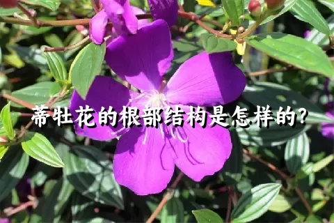 蒂牡花的根部结构是怎样的？