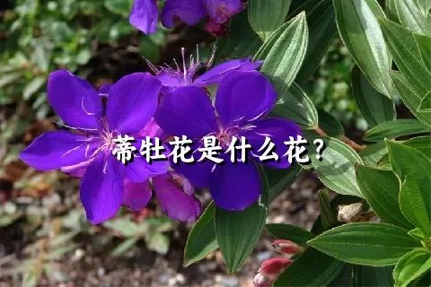 蒂牡花是什么花？