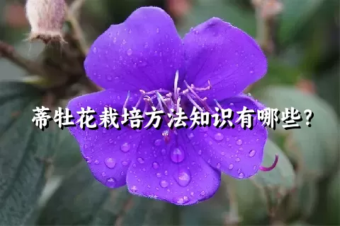 蒂牡花栽培方法知识有哪些？