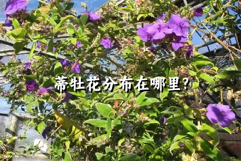 蒂牡花分布在哪里?