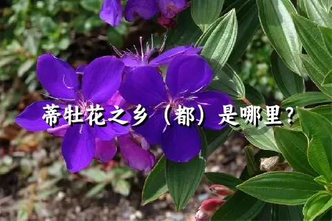 蒂牡花之乡（都）是哪里？