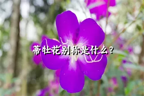 蒂牡花别称是什么？