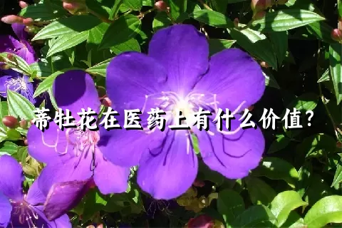 蒂牡花在医药上有什么价值？