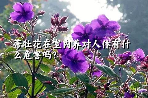 蒂牡花在室内养对人体有什么危害吗？